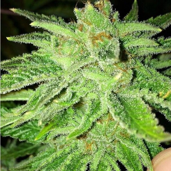 Strawberry OG Cannabis Seeds