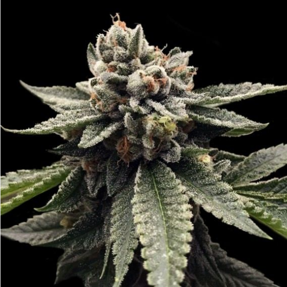 Kosher Dawg Cannabis Seeds