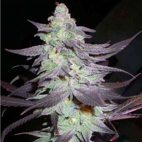 Purple Wreck Cannabis Seeds