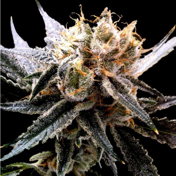 Sour Tangie Cannabis Seeds