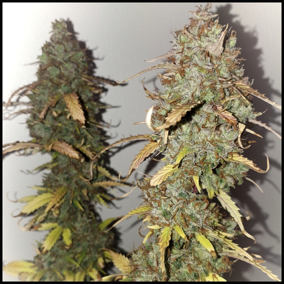 Vanilla Frosting Auto Feminised Cannabis Seeds