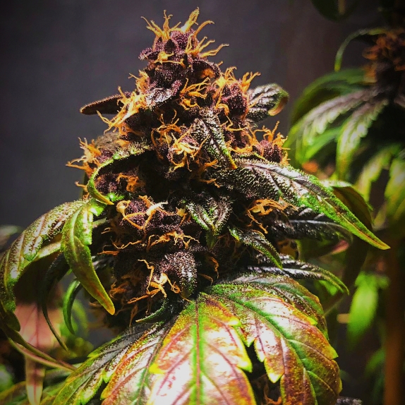Purple Punch Auto Feminised Cannabis Seeds