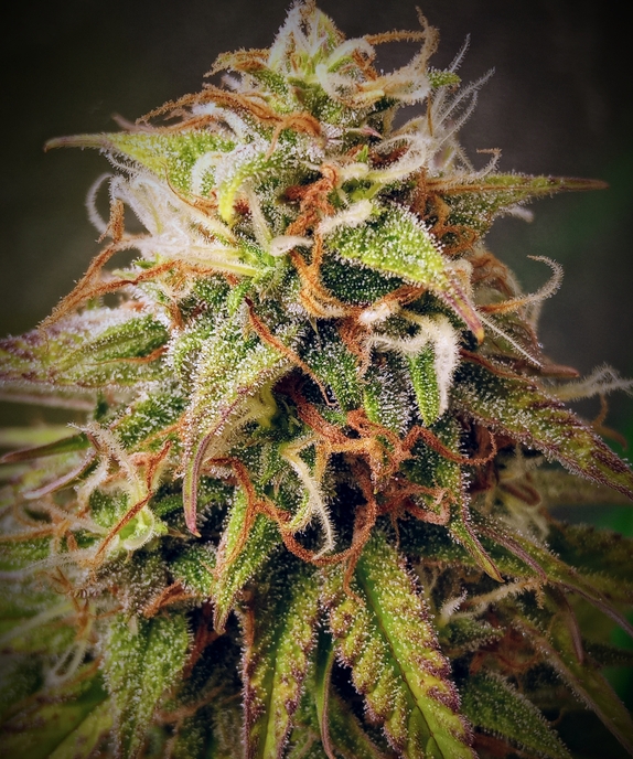 Lemon Meringue Auto Feminised Cannabis Seeds