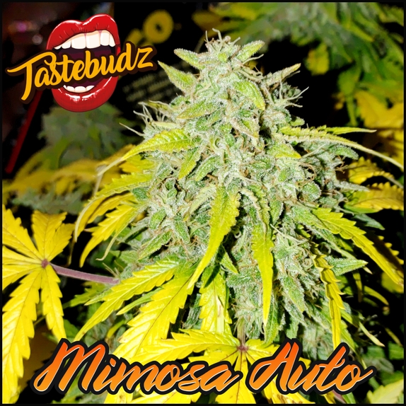 Mimosa Auto Feminised Cannabis Seeds