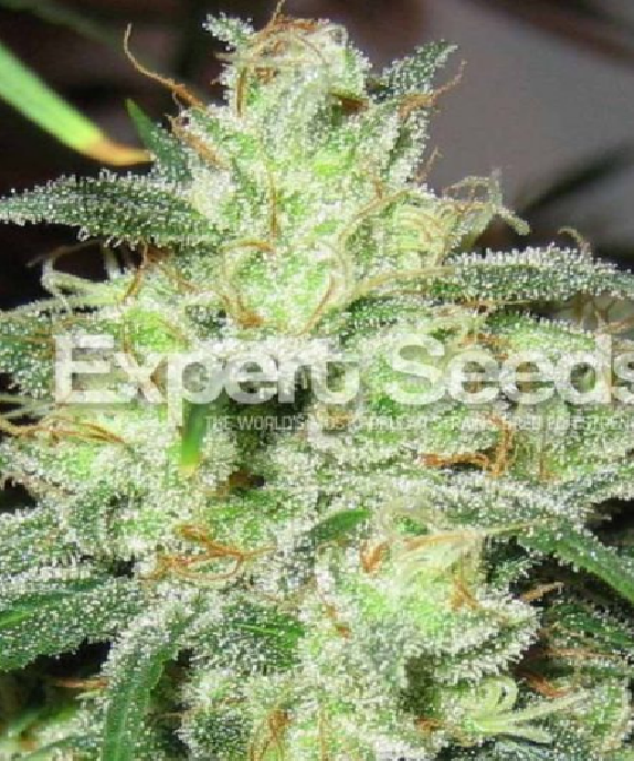 Gorilla Cheese Cannabis Seeds