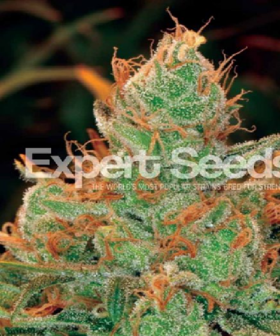 Gorilla Lilly Cannabis Seeds