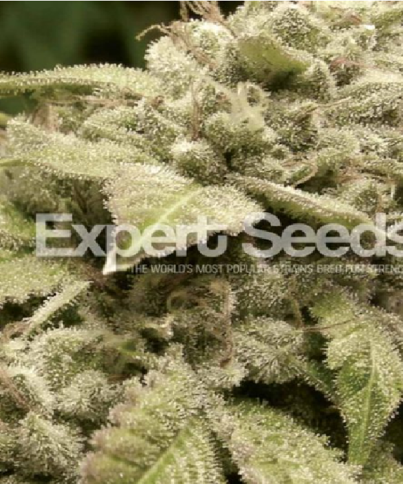 Gorilla x white widow Cannabis Seeds