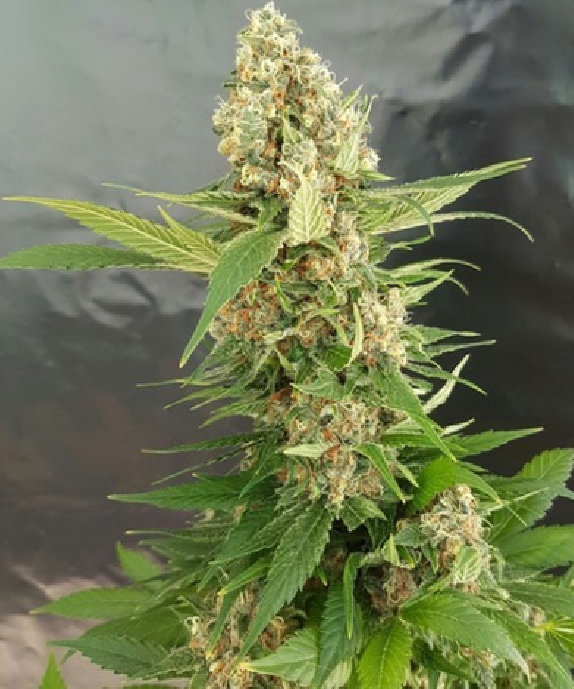 Gorilla ice cream Cannabis Seeds