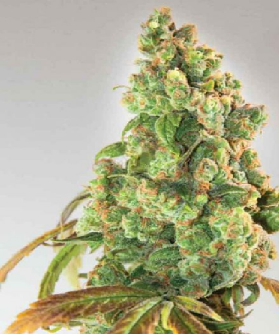 Nurse Lilly CBD Cannabis Seeds