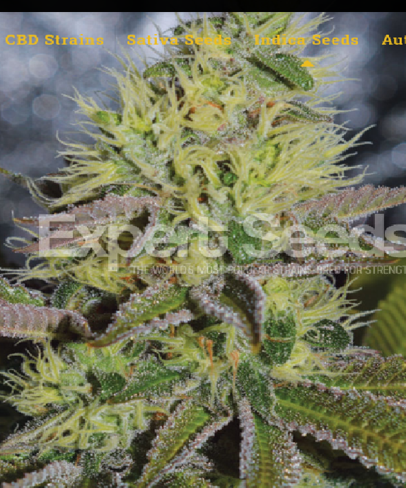 Sweet Zombie Cannabis Seeds