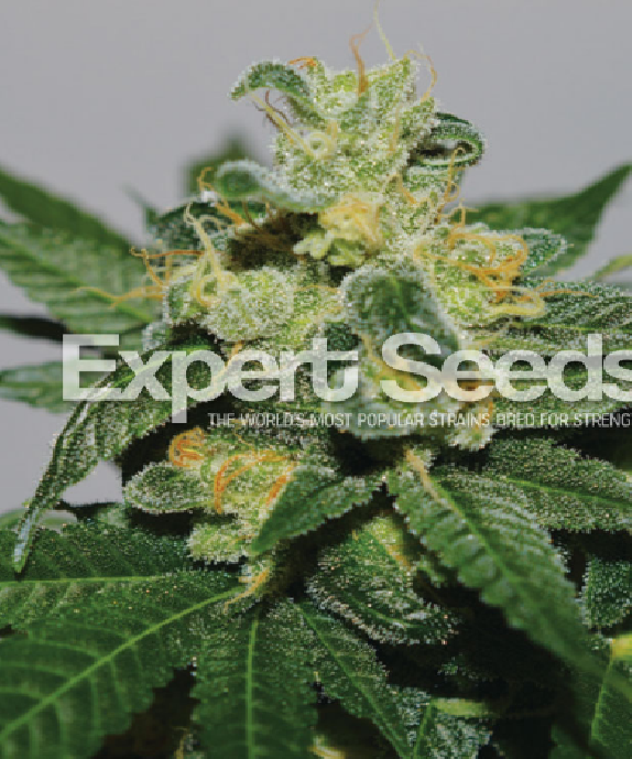 White Gold Cannabis Seeds