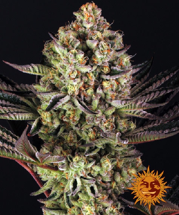 Do-Si-Dos #33 Cannabis Seeds