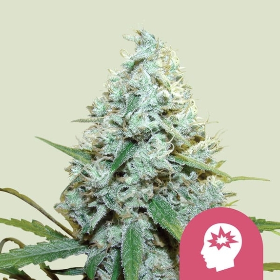 AMG Cannabis Seeds