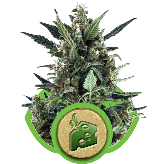 Blue Cheese Auto Cannabis Seeds