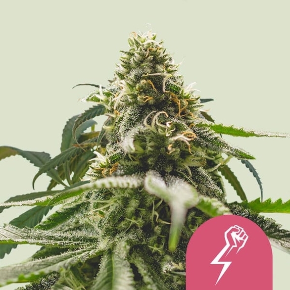 Green Crack Punch  Cannabis Seeds