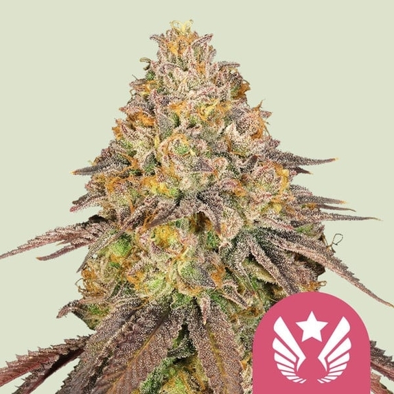 Legendary OG Punch Cannabis Seeds