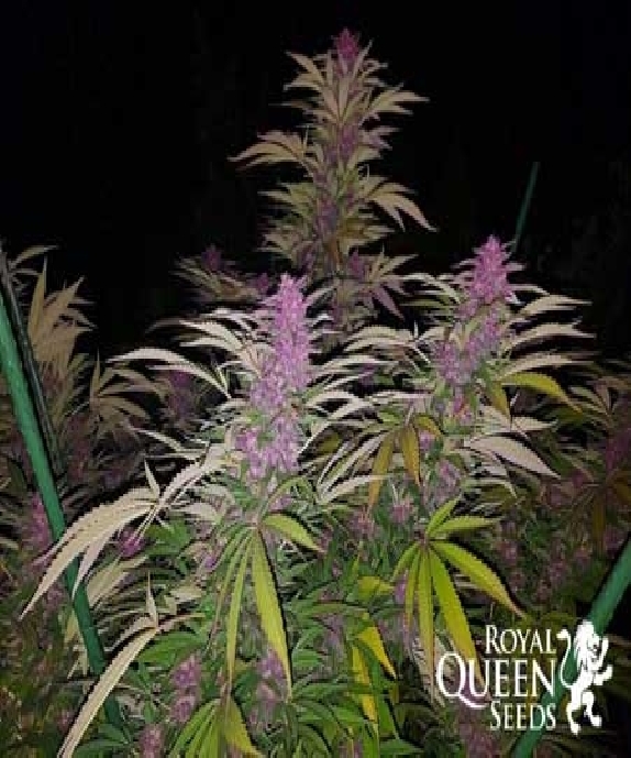 Purple Queen Cannabis Seeds
