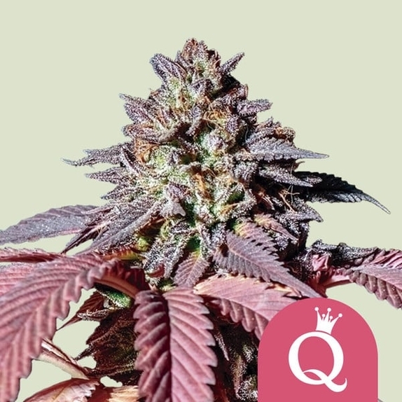 Purple Queen Cannabis Seeds