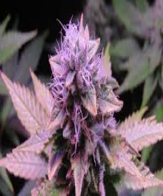 Sherbet Queen  Cannabis Seeds