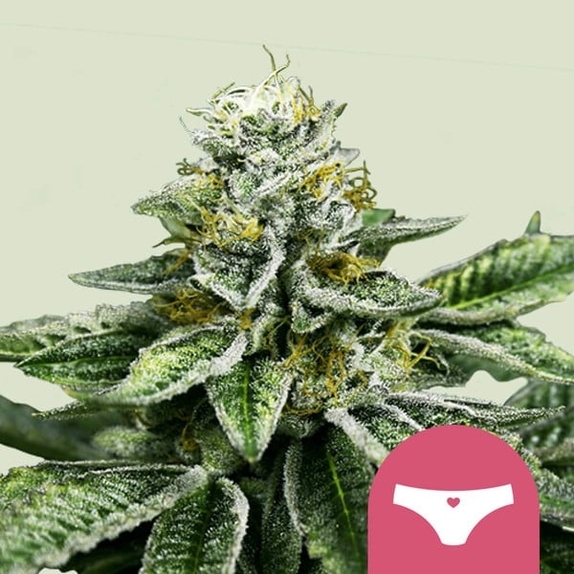 Sherbet Queen  Cannabis Seeds