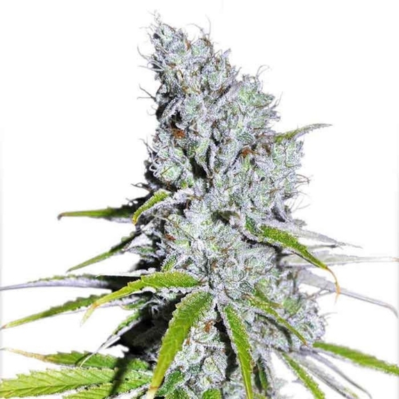 Sweet Zkittles Cannabis Seeds