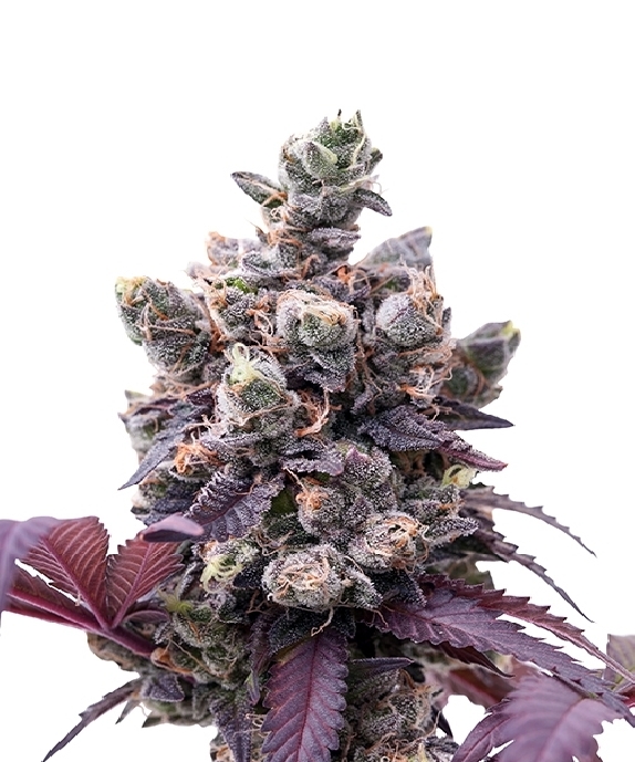 Wedding Gelato Cannabis Seeds