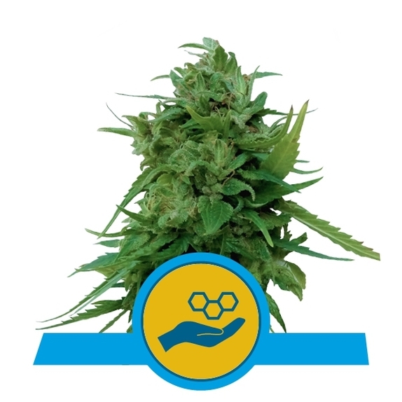 Solomatic CBD Cannabis Seeds