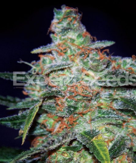 Cheese Auto Cannabis Seeds