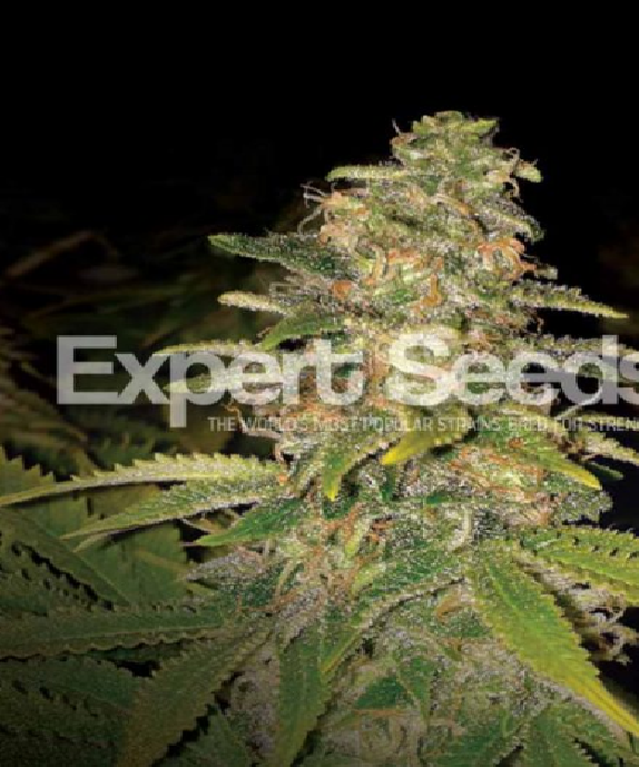 Critical Blue Auto Cannabis Seeds