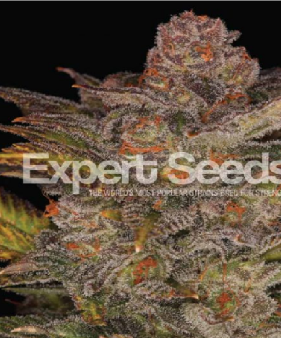 Glueberry Auto Cannabis Seeds
