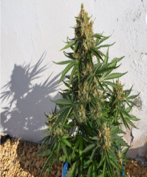 Lemon Haze Auto Cannabis Seeds