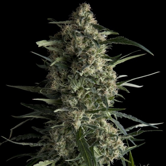 Galaxy CBD Cannabis Seeds