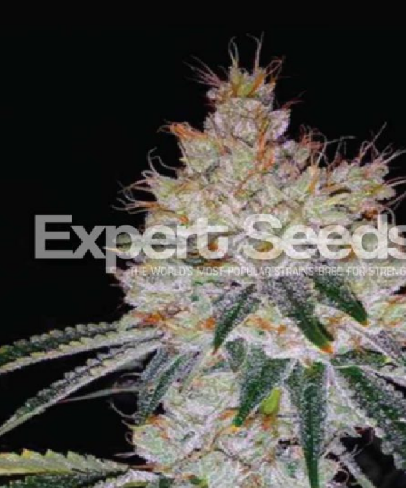 OGesus Auto Cannabis Seeds