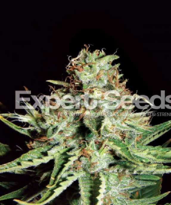 Sweet Cream Auto Cannabis Seeds