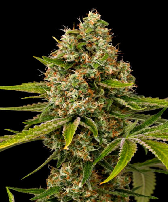 Black Cherry OG Cannabis Seeds