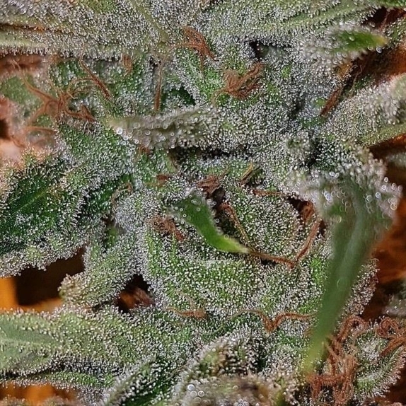 Amnesia Hazy Jones Female Cannabis Seeds