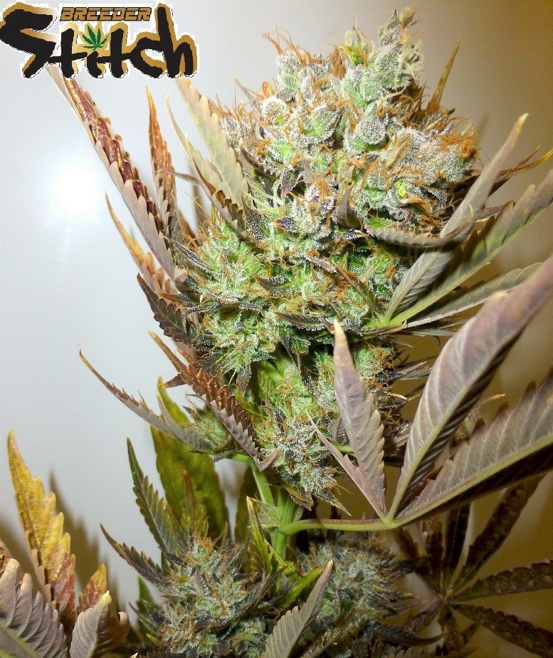 Ace Cannabis Seeds