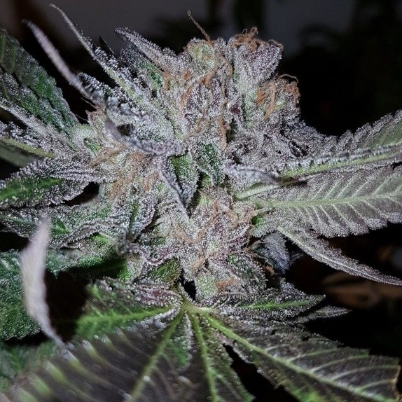 Grandoggy Jones  Cannabis Seeds