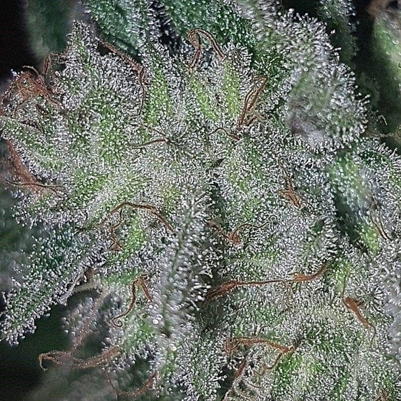 Grandoggy Purps Haze LTD EDITION Cannabis Seeds