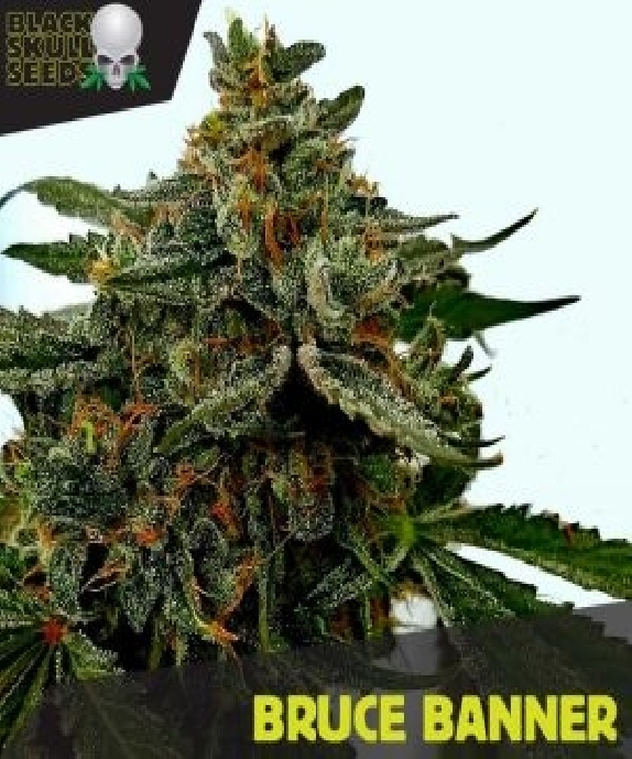 Bruce Banner  Cannabis Seeds