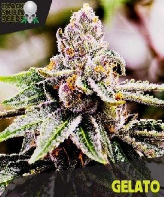 Gelato Cannabis Seeds