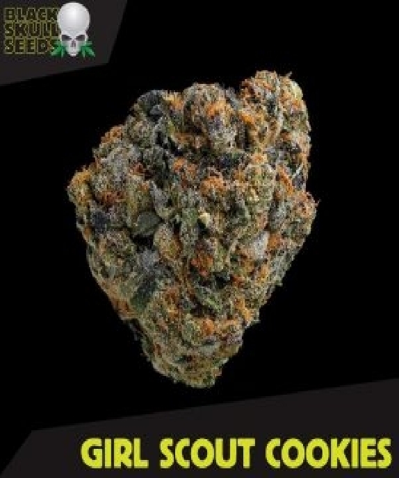 Girl Scout Cookies Cannabis Seeds