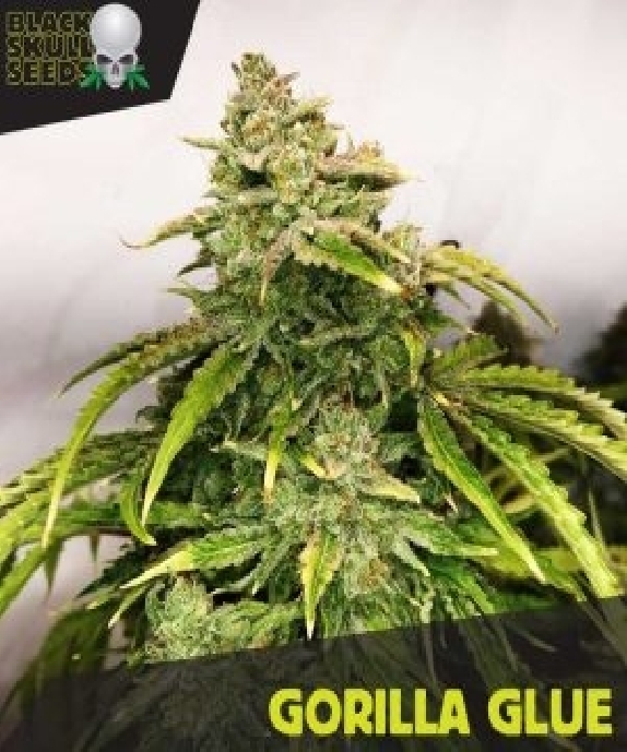 Gorilla Glue Cannabis Seeds