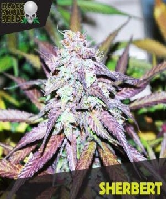 Sherbert Cannabis Seeds