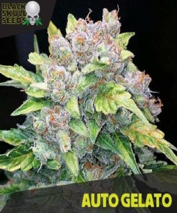 Auto Gelato Cannabis Seeds