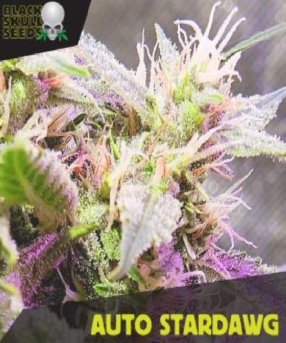 Auto Stardawg Cannabis Seeds
