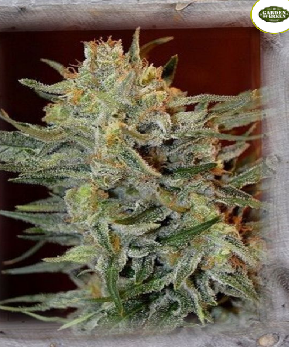 Amnesia Lemon Kush Cannabis Seeds