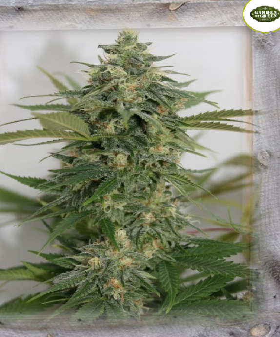 Amnesia Lemon Pie Cannabis Seeds