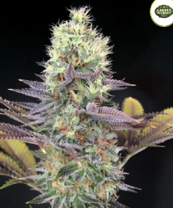 Cali Bay Dream Cannabis Seeds