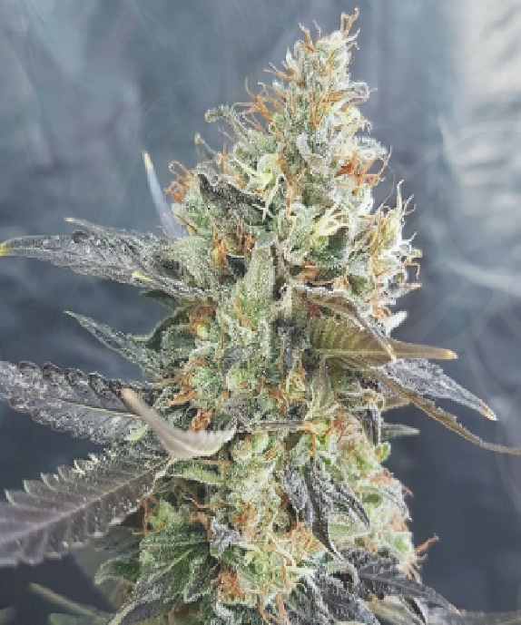 Candyland Cannabis Seeds